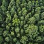vue-aerienne-d-une-foret-epaisse-avec-de-beaux-arbres-et-de-verdure.jpg